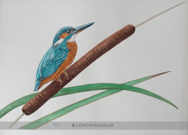 Vida silvestre: Jilguero y Martín&nbsp;pescador