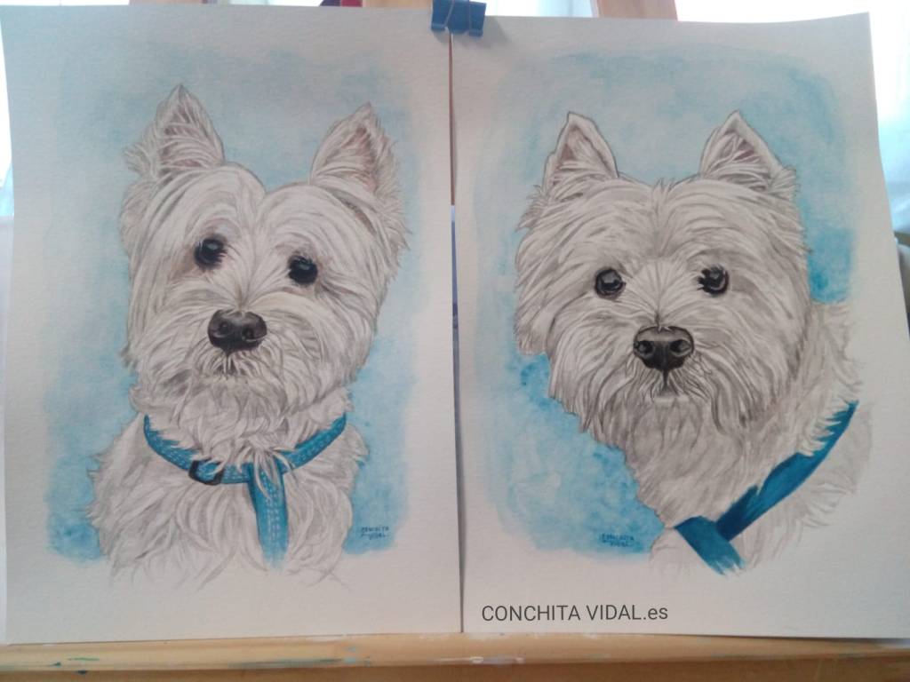 West Highland Terrier. Retrato de&nbsp;Socio