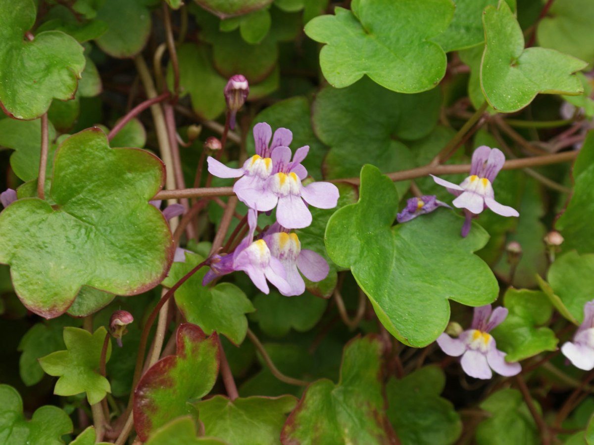 Algo sorprendente que no sabías de esta planta | Cymbalaria&nbsp;muralis