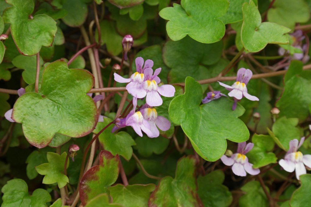 Algo sorprendente que no sabías de esta planta | Cymbalaria muralis