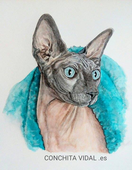 Gato esfinge. Retrato&nbsp;mascota